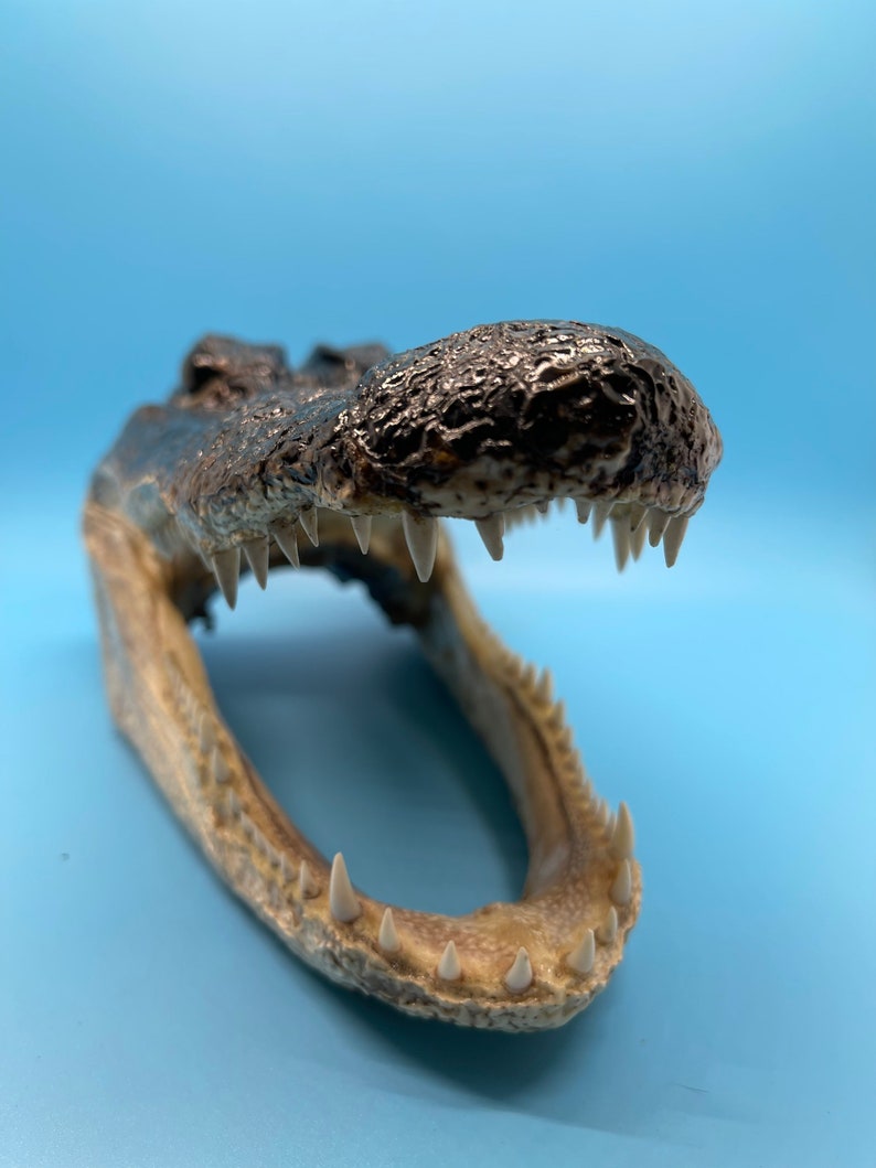 Jumbo Alligator Head Taxidermy | Real Louisiana Gator Decor | Oddities Curiosity Display zdjęcie 2