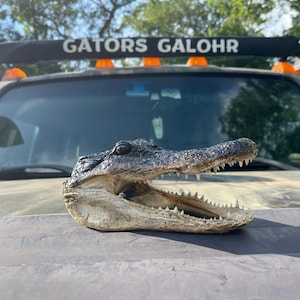 Lot of 3 Small Alligator Heads