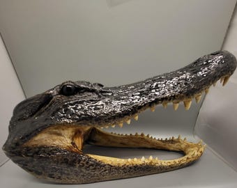 Head From 7 Foot Wild Louisiana Gator