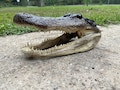 XL Alligator Head Taxidermy | Real Louisiana Gator Head Decor | Oddities Curiosity Display