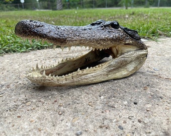 XL Alligator Head From Genuine Louisiana Gator
