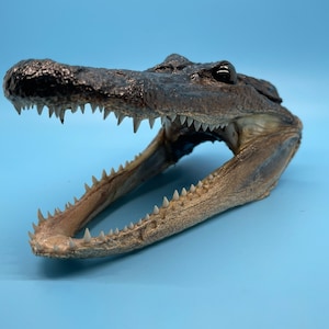 May include: A taxidermied alligator head with an open mouth, revealing rows of sharp teeth. The head is dark brown and textured, with a lighter-colored jaw. The background is a solid light blue.