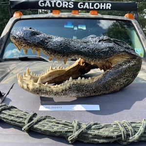 Gator Head 22.5 Inch From Massive 13 Foot Wild Louisiana Alligator