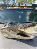Alligator Head Taxidermy From Genuine Louisiana Gator