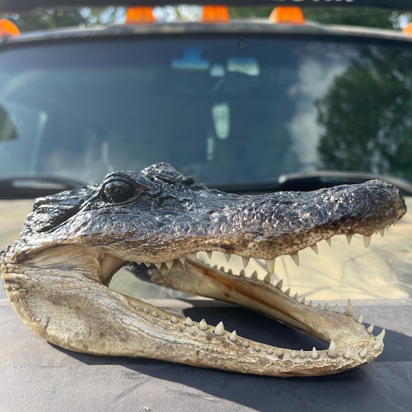 Taxidermie de tête d'alligator provenant d'un véritable alligator de Louisiane