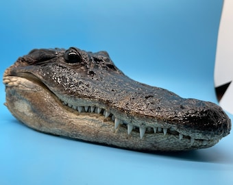 Jumbo Closed Mouth Alligator Head Taxidermy | Real Louisiana Gator Decor | Oddities Curiosity Display