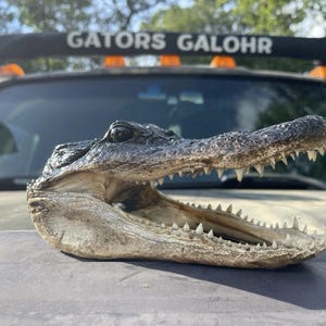 May include: A preserved alligator head with a dark, textured, scaly upper surface and a lighter, cream-colored lower jaw. The mouth is open, revealing rows of sharp, pointed teeth. The head is positioned horizontally against a blurred background.