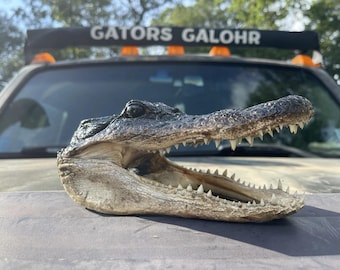 Alligator Head Taxidermy | Real Gator Decor | Oddities Curiosity Display