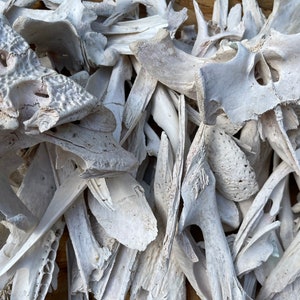 Alligator Bones 2 Pound Box O’ Bones