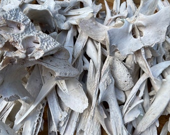 Two Pounds Mixed Alligator Bones | Rustic Swamp Decor & Craft Supply