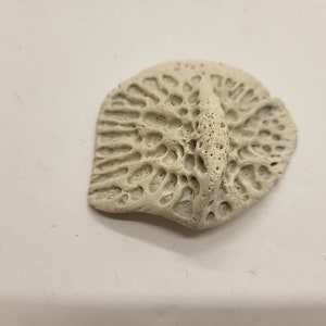 Six Large Alligator Scutes For Jewelry Making