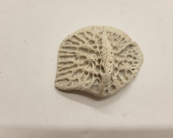 12 Genuine Large Alligator Scutes | Louisiana Gator Bone Armor | Craft Supply And Oddities Decor