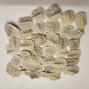 May include: A collection of fossilized crinoid stems, also known as sea lilies, in various sizes and shapes. The fossils are a light beige color and have a textured surface.