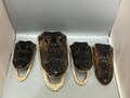 Lot Of 4 Scratch And Dent Taxidermy Alligator Heads | Real Louisiana Gator Decor | Oddities Curiosity Display