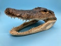 Jumbo Alligator Head Taxidermy From Genuine Louisiana Gator