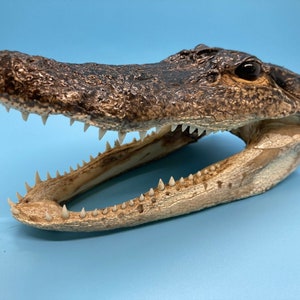 Jumbo Alligator Head Taxidermy | Real Louisiana Gator Decor | Oddities Curiosity Display zdjęcie 1