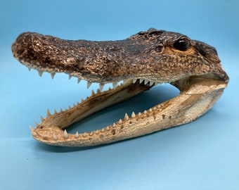 Jumbo Alligator Head Taxidermy From Genuine Louisiana Gator