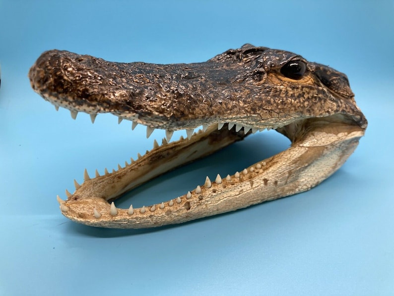 Jumbo Alligator Head Taxidermy | Real Louisiana Gator Decor | Oddities Curiosity Display zdjęcie 1