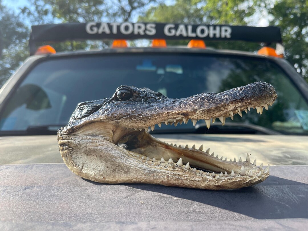 Real American Alligator Head Taxidermy - 6.5 Inch Genuine Gator Head For Home Decor & Collections
