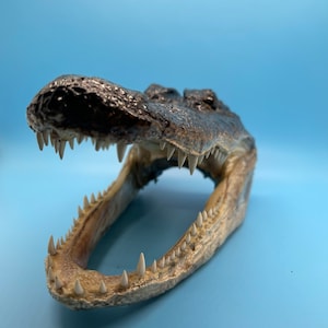 Jumbo Alligator Head Taxidermy | Real Louisiana Gator Decor | Oddities Curiosity Display zdjęcie 3