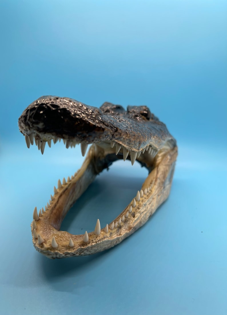 Jumbo Alligator Head Taxidermy | Real Louisiana Gator Decor | Oddities Curiosity Display zdjęcie 3