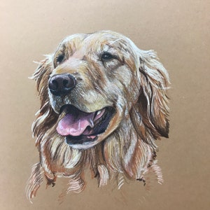 Custom pet portrait colored pencil drawing