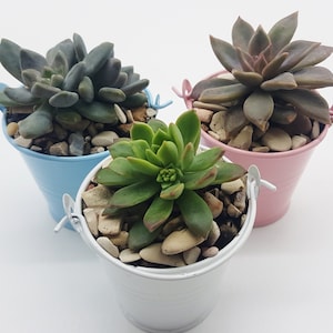 May include: Three small succulent plants in metal buckets. The buckets are painted in light blue, pink, and white.