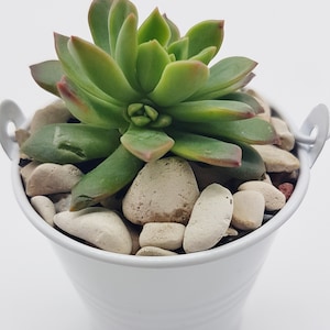 May include: A small succulent plant in a white metal bucket with white stones and red gravel.