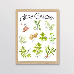 Stampa artistica di "Giardino delle erbe aromatiche", poster da cucina, acquerello botanico