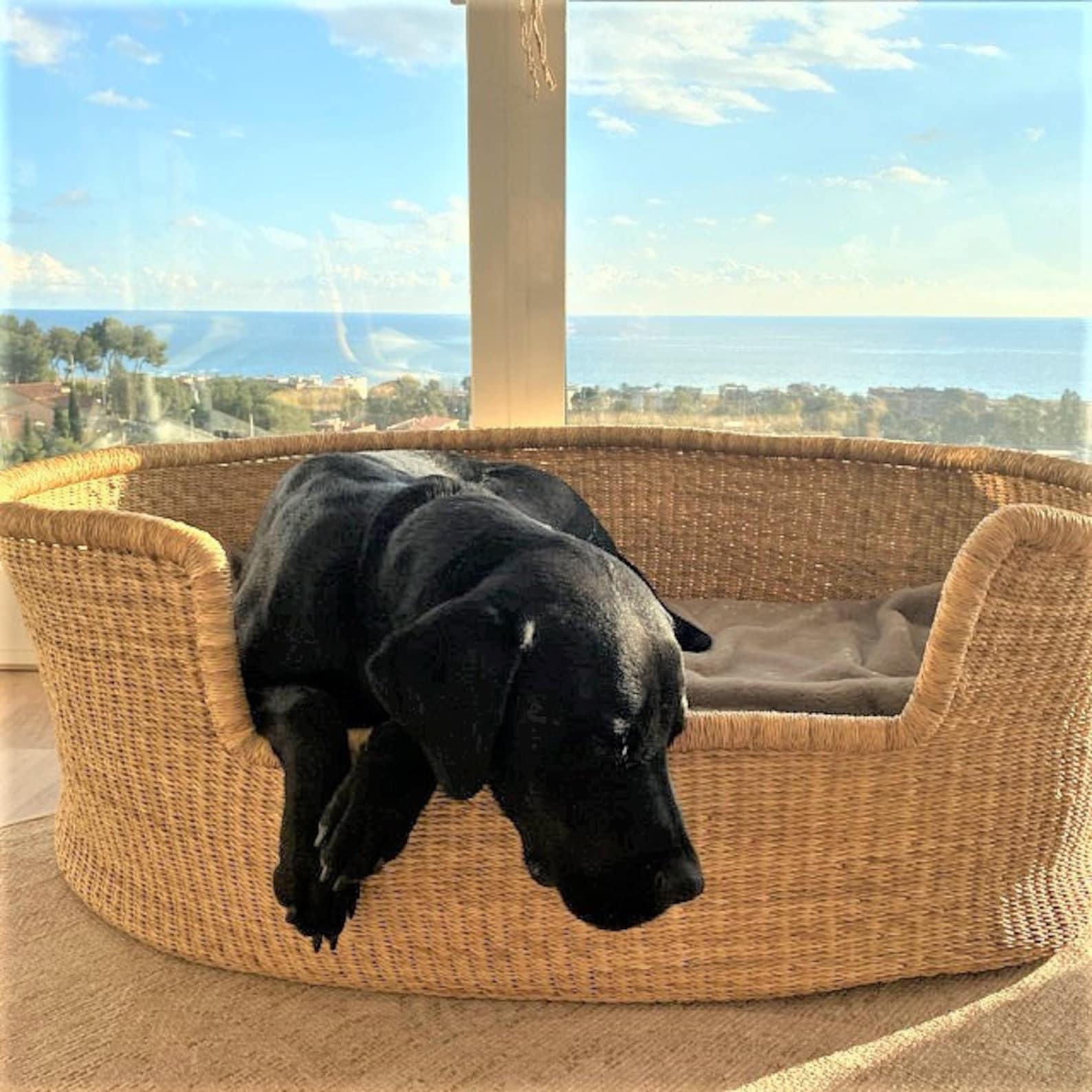 12+ Beautiful Rattan Dog Beds For Australians (2023 Update)