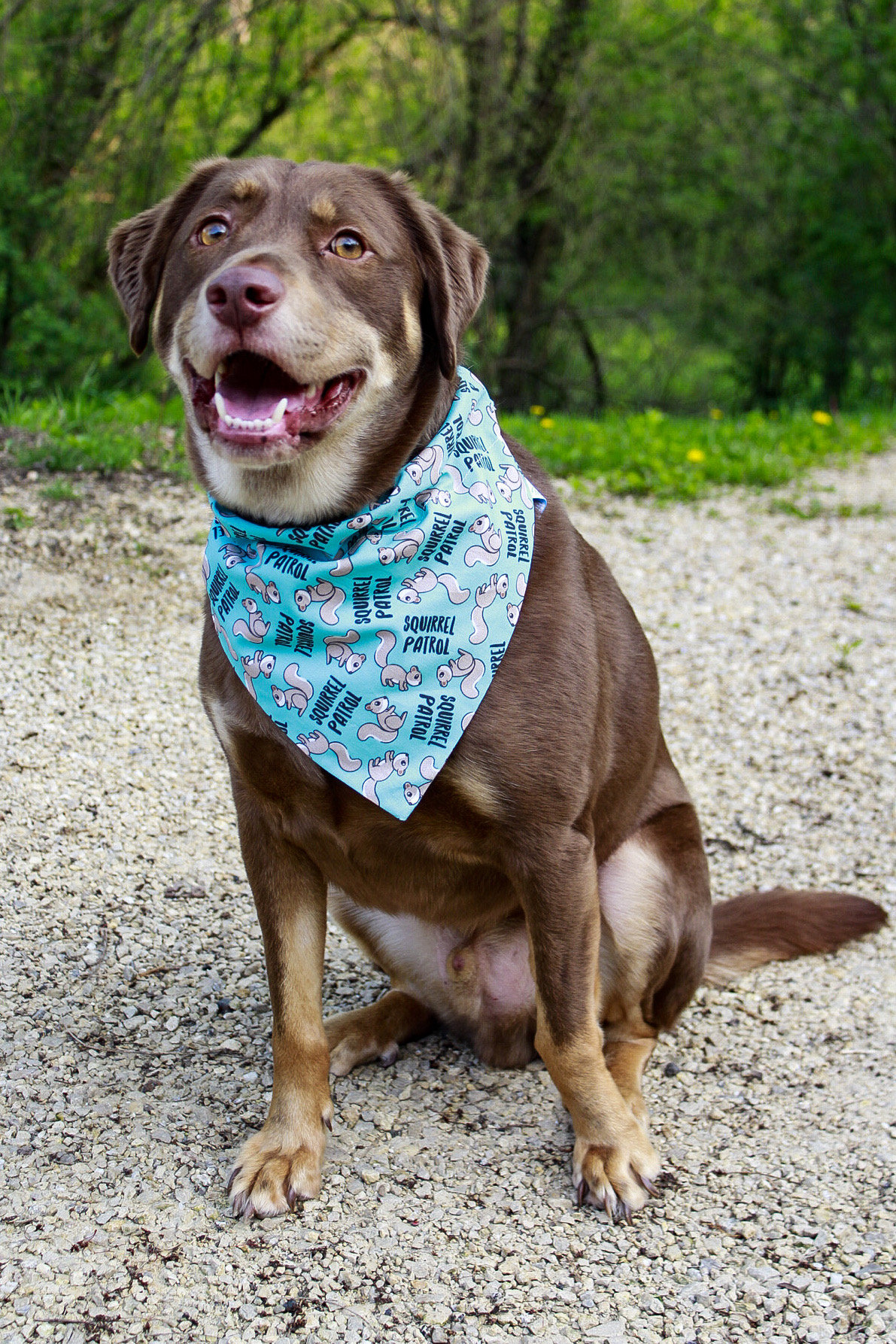 Paw patrol on sale bandana