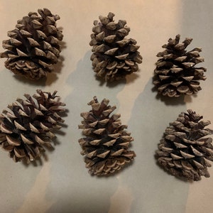 Large 4—5”tall PINE cones