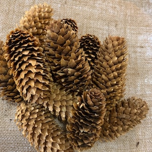 Blue spruce cones /one dozen/3—4in.