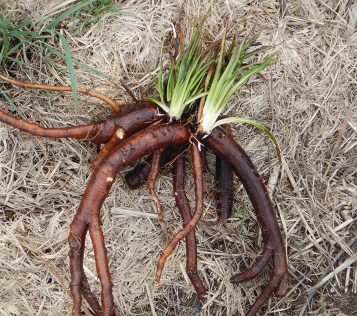 Comfrey Root Dried Herb Symphytum Officinale Zywokost korzen Etsy