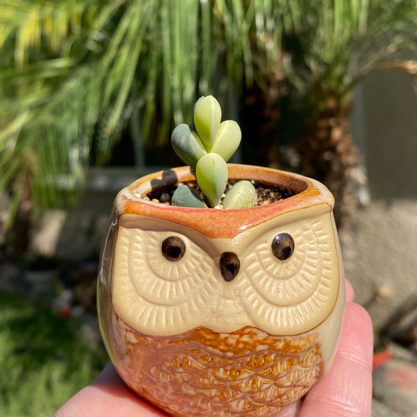Corpuscularia Lehmannii Variegated Ice Plant with Owl Pot