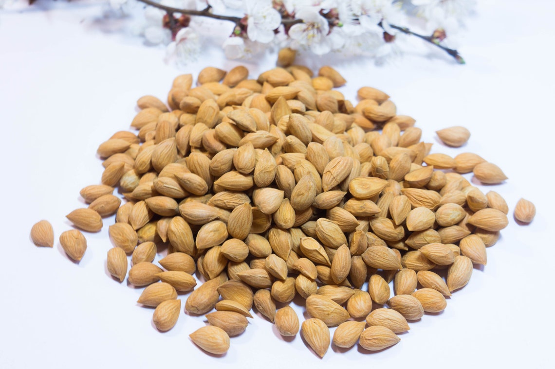 Gift for Her Dried Organic Bitter Apricot Kernels 04 lb/200gr Etsy