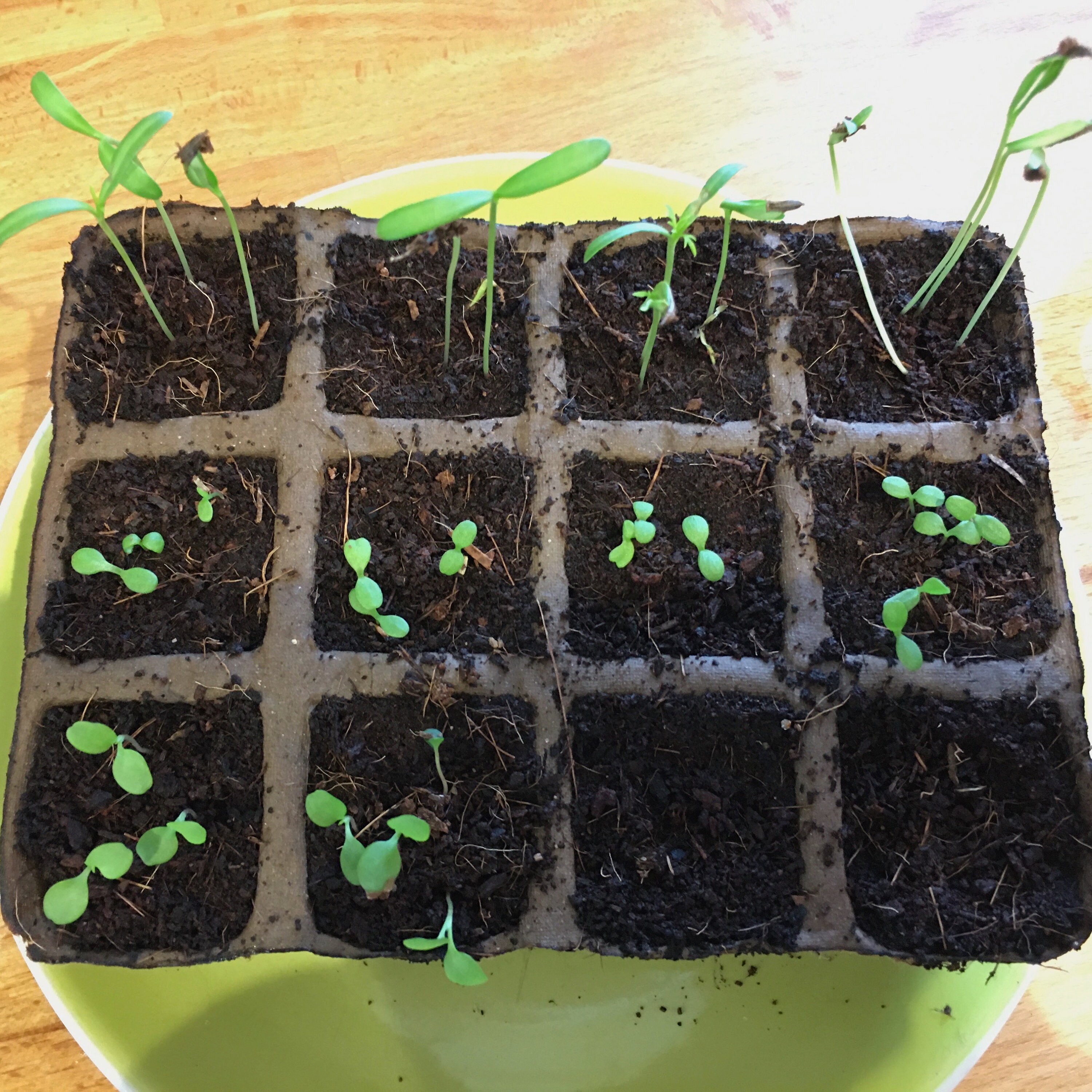 Cut Flower Garden Kit Grow Your Own Bouquet | Etsy