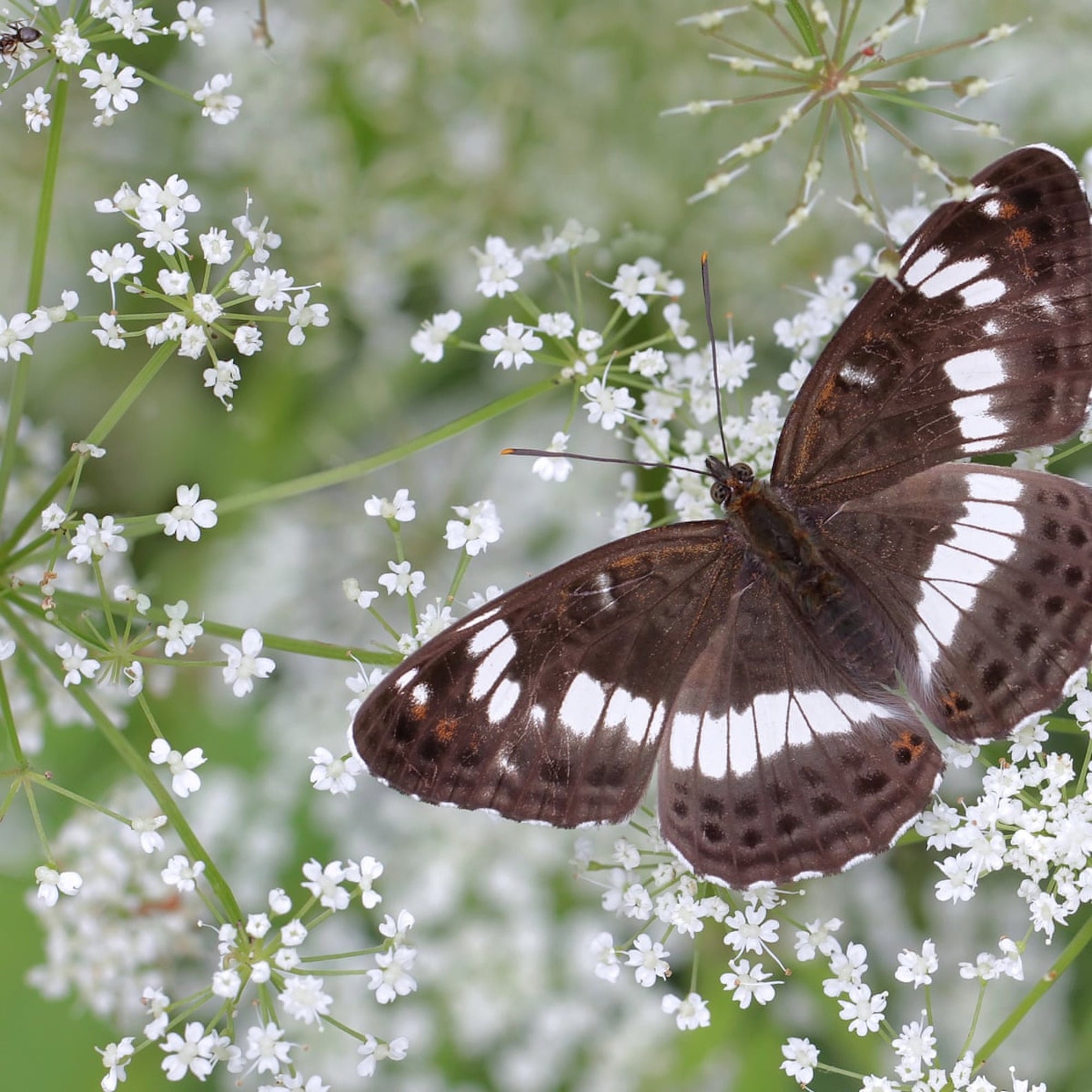 White Butterfly Garden Kit Grow Your Own Flowers Pollinators Etsy UK