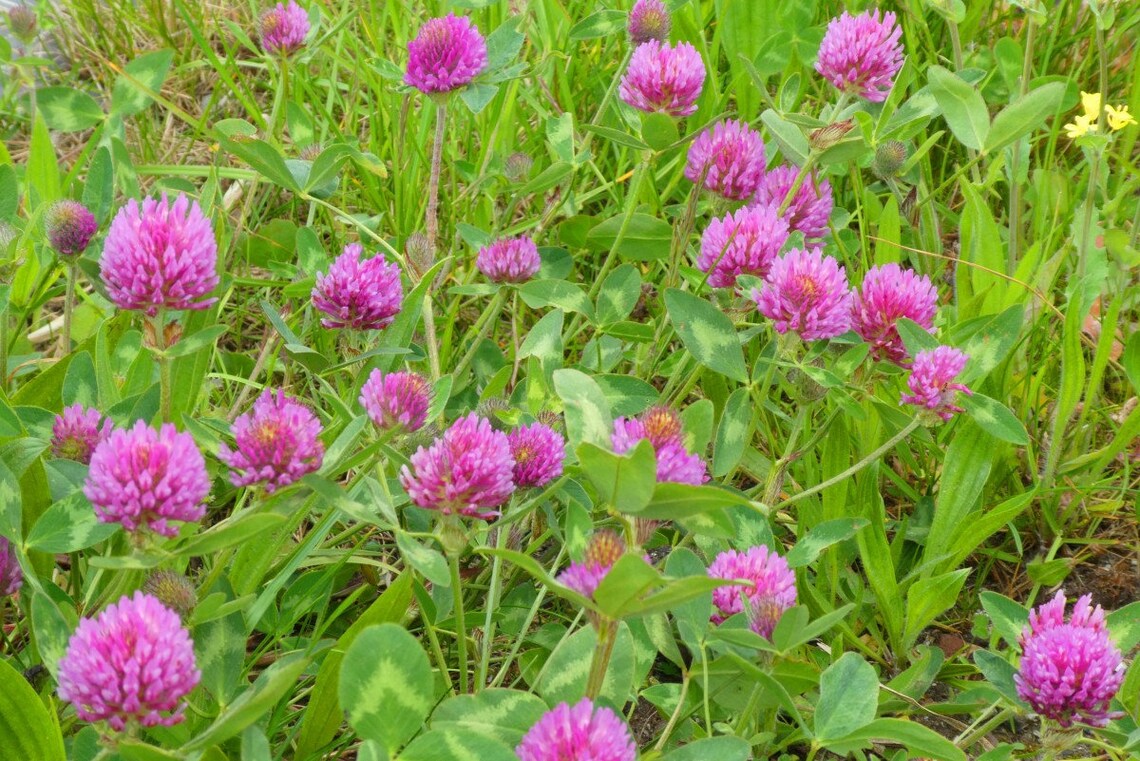 Red Clover Seed Bombs Wildflower Bee Lawn Gift Etsy Red Clover Seed Bombs Wildflower Bee Lawn Gift Etsy