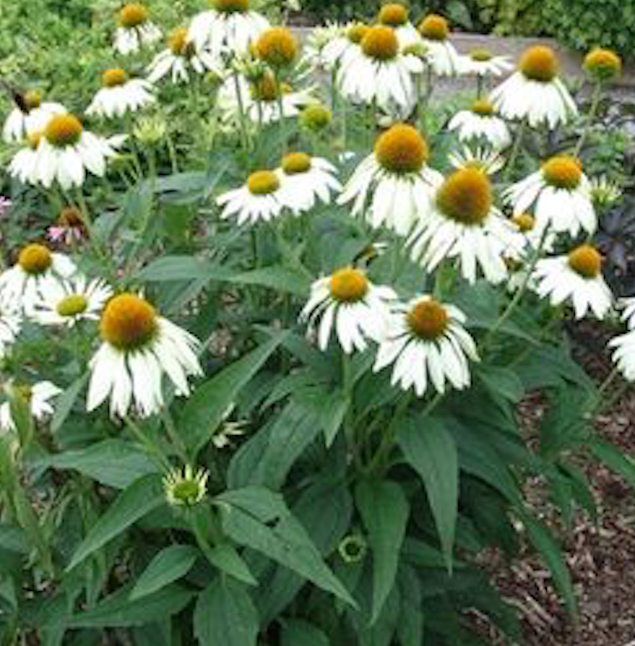 White Butterfly Garden Kit Grow Your Own Flowers Pollinators Etsy UK