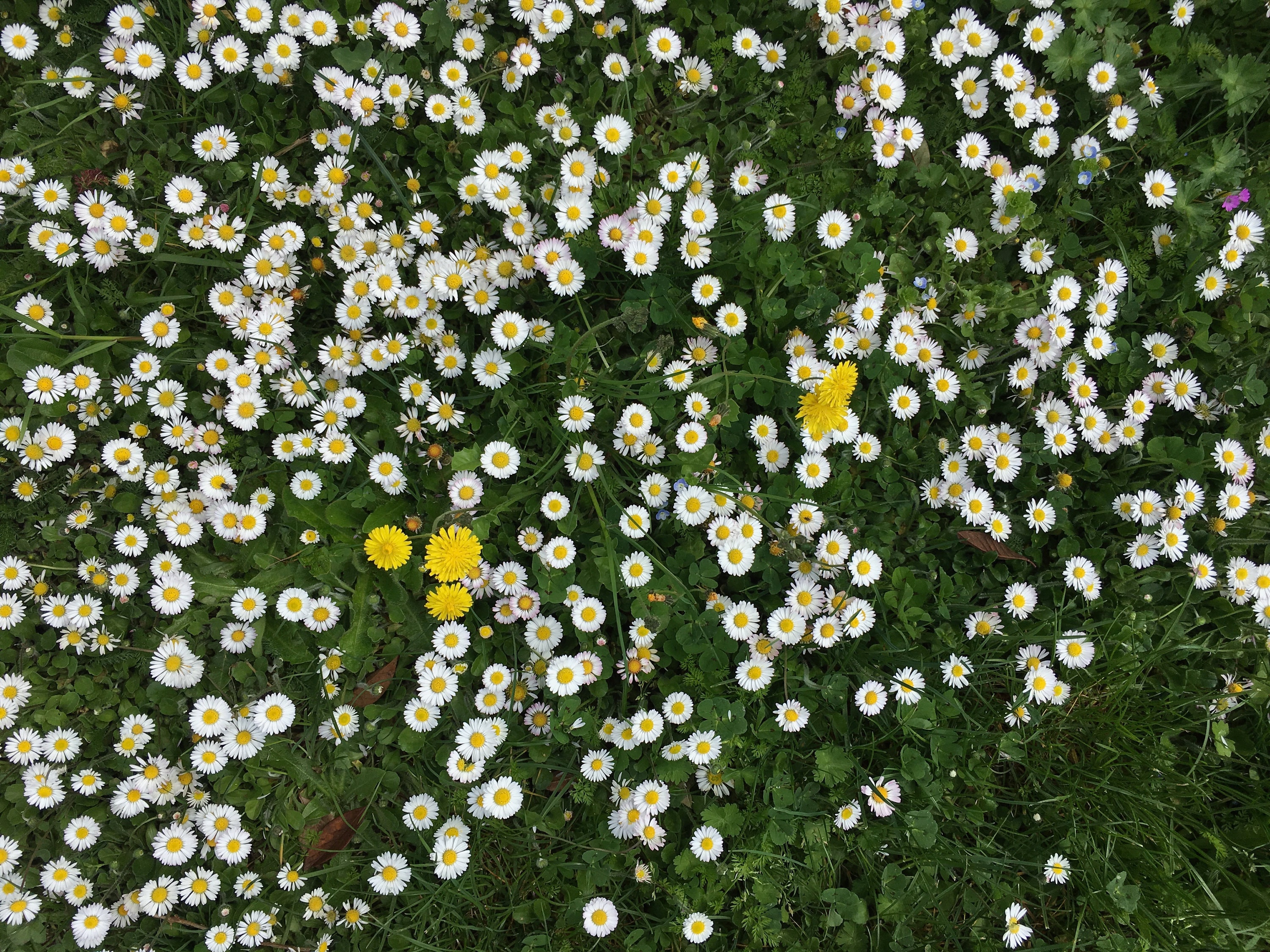 Wildflower Seed Bombs Etsy UK