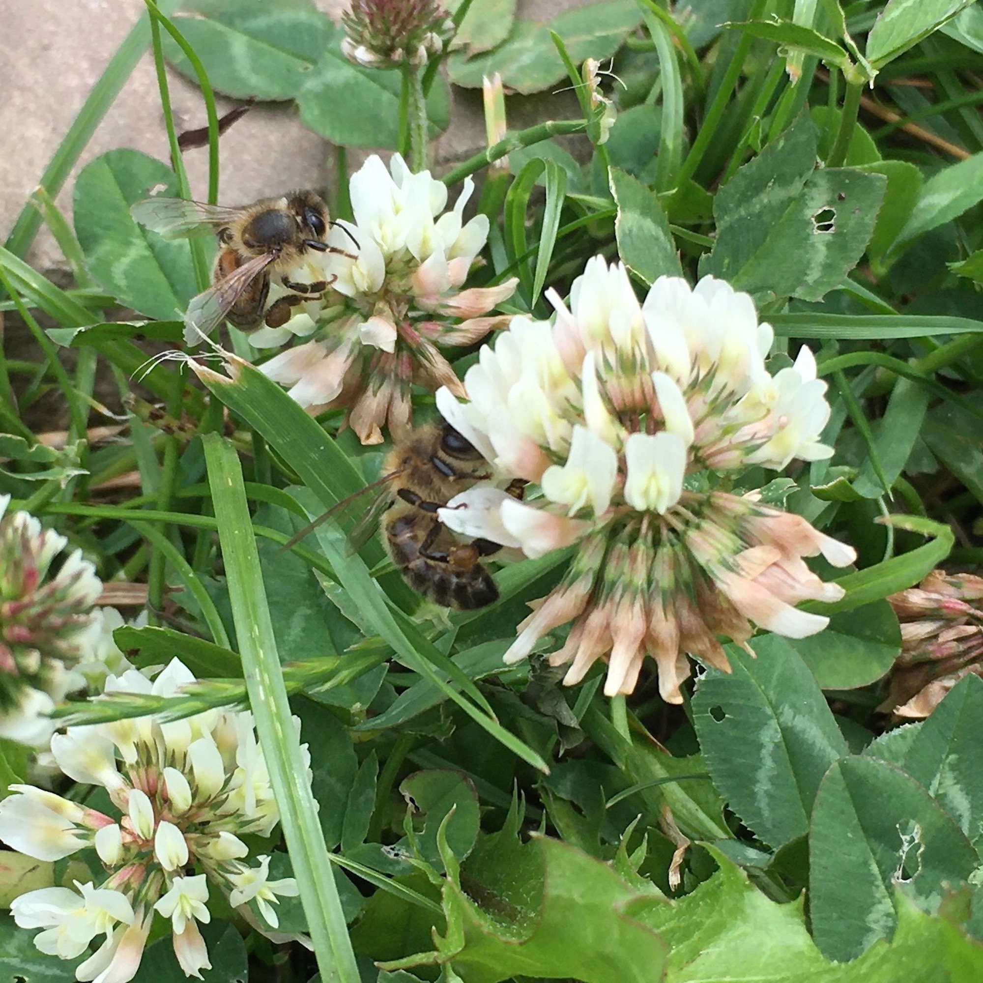 Buy White Clover Seed Bomb,alternative Wildflower Lawn, Gift Box Online in India Etsy