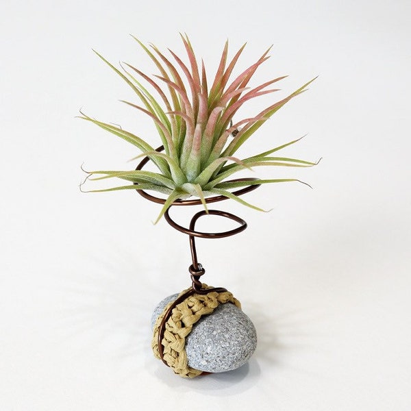 Mini-sized Airplant Stand