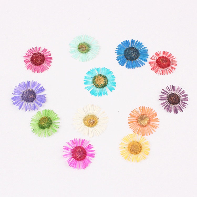 12pcs 15-20mm Pressed Daisy Flowers Real Dried Fleabane Daises | Etsy