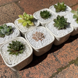 May include: A collection of eight small white square pots with succulents planted in them. The pots are arranged in two rows of four. The succulents are a variety of green and brown colours.