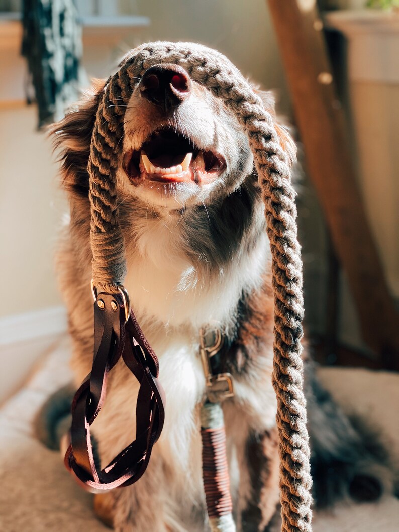 DOG COLLAR & LEASH Set Customizable Dog Collar // Genuine Etsy