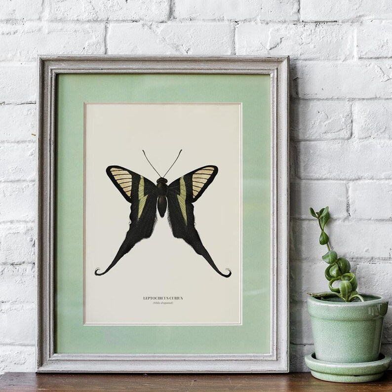 Vintage White dragontail Print Wall Art