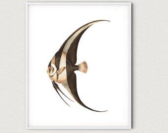 Vintage Long-finned Chaetodon Print