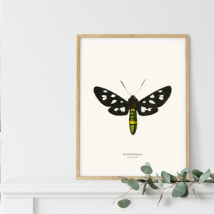 Vintage Nine spotted Moth Print image 2