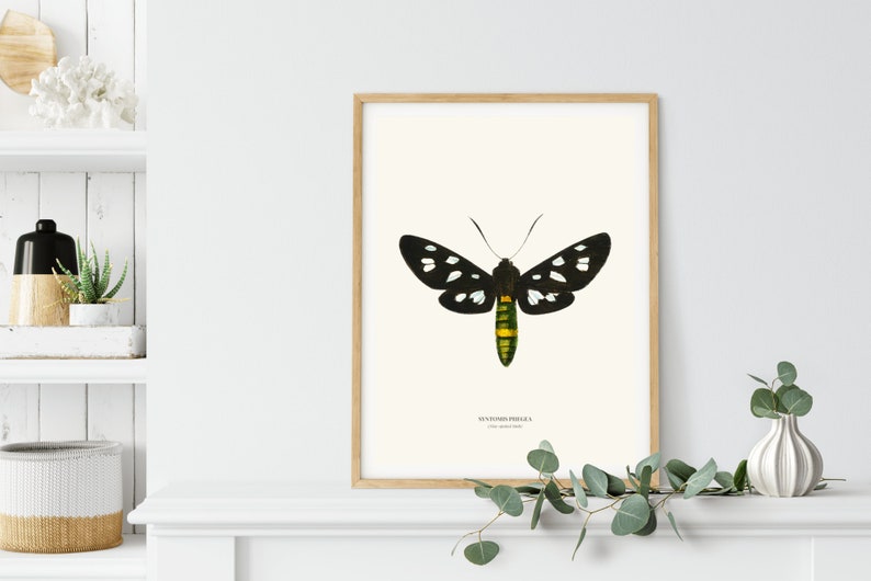 Vintage Nine spotted Moth Print image 2